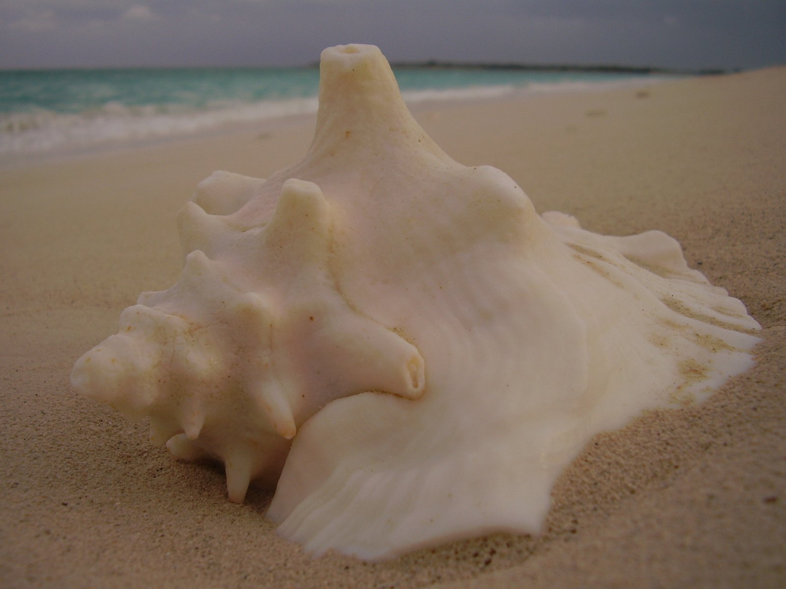 sea shell on sand near water under cloudy sky