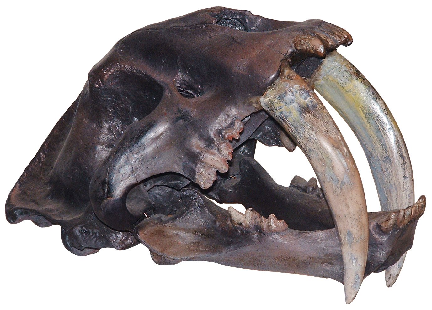the skull of a dinosaur with large tusks