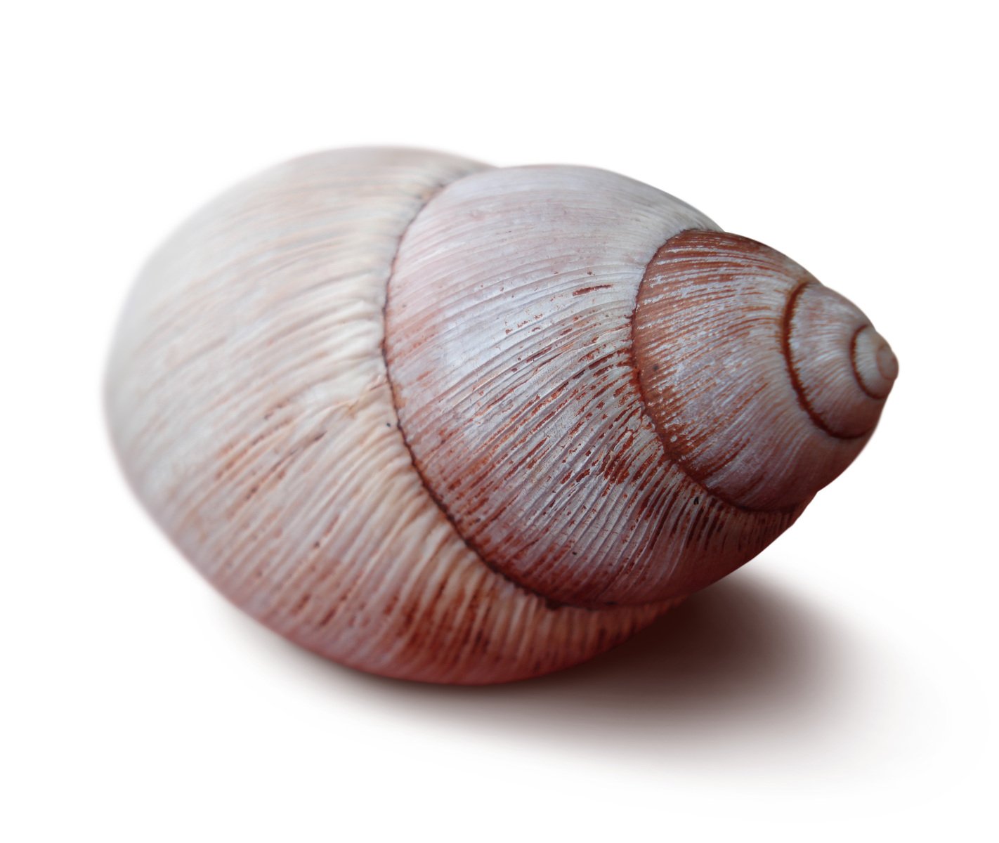 a closeup po of a sea shell