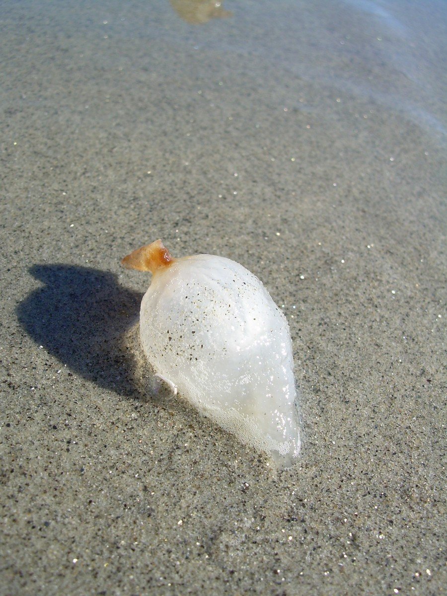 sea shells on a beach that have been washed in the sand