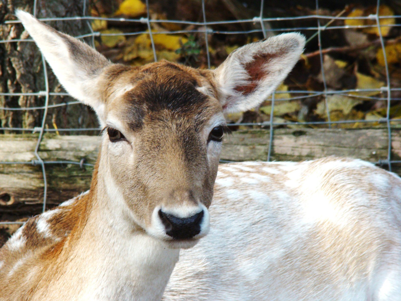 a young buck that is in an enclosure
