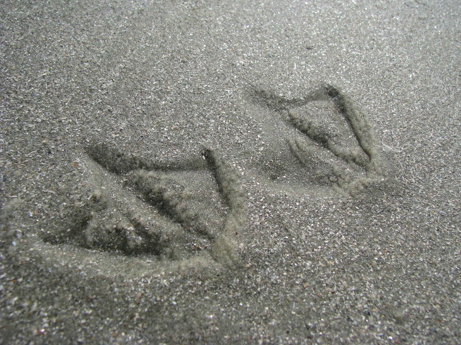 a picture of some footprints in the sand