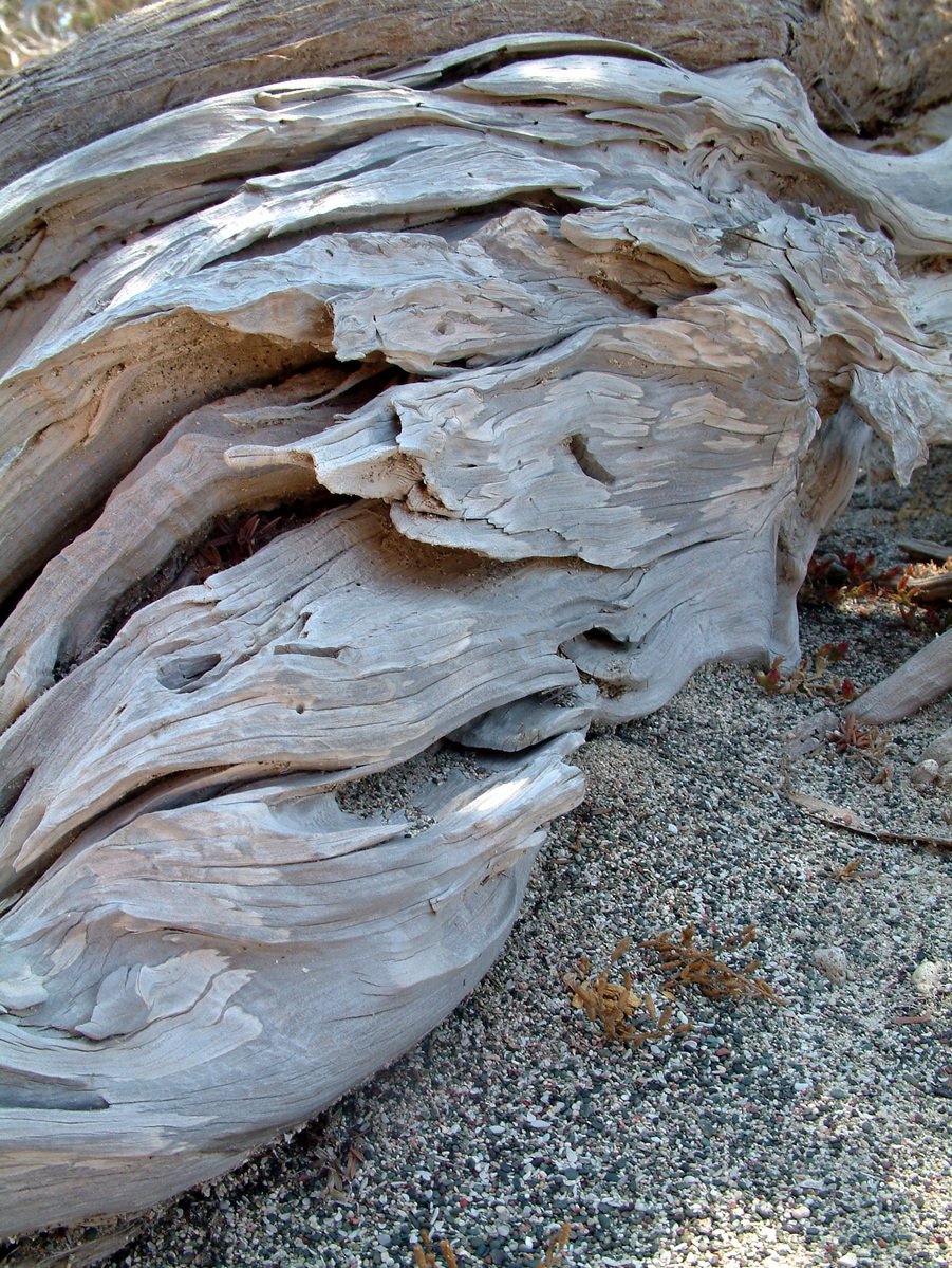 a large old, weathered tree nch sitting on top of a sandy beach