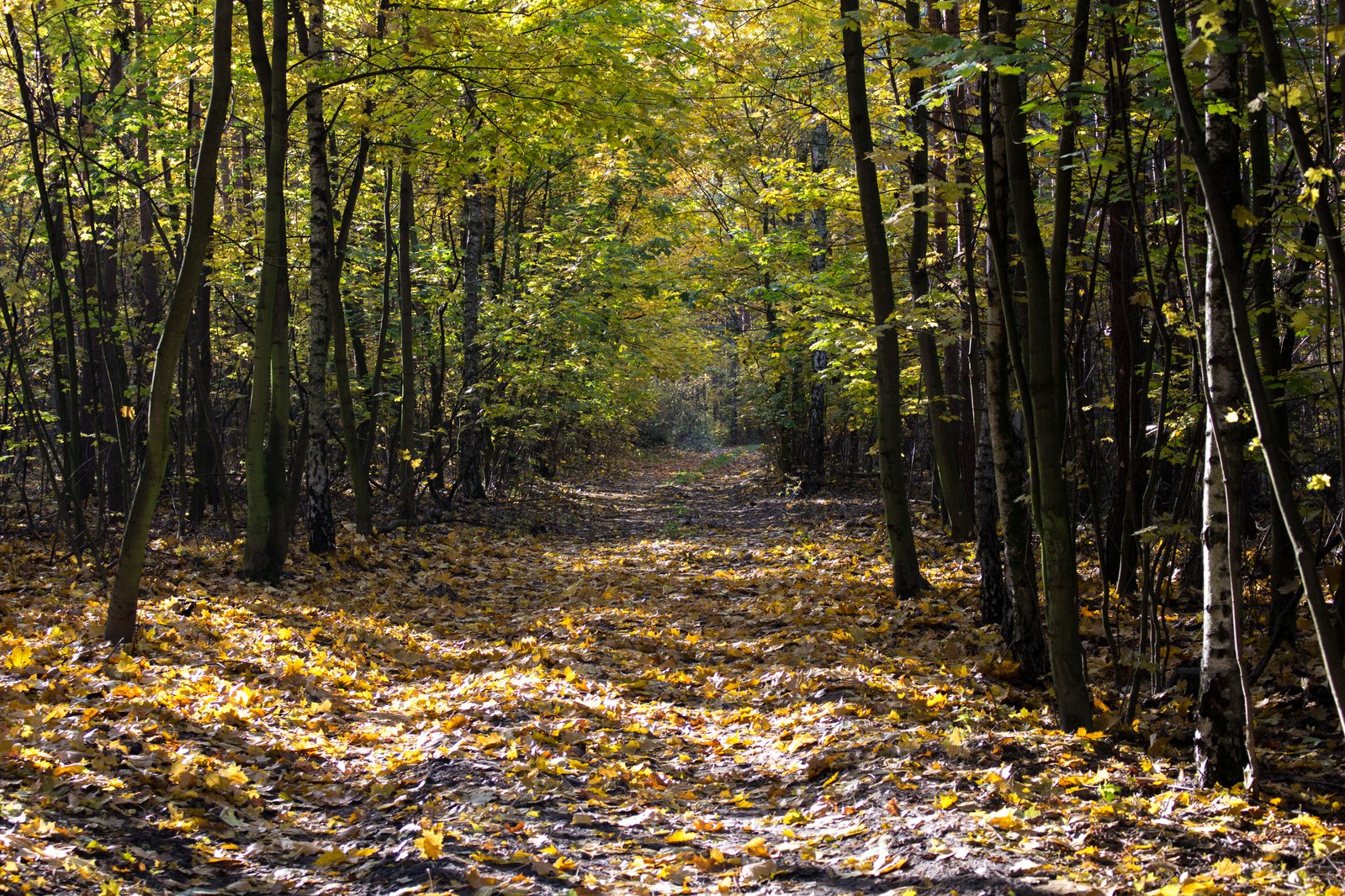 trees and leaves on a leaf covered pathway