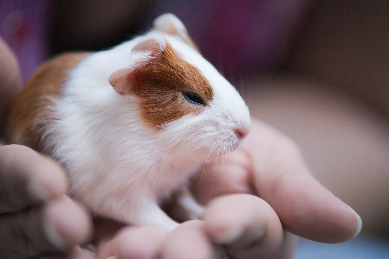 a small hamster is being held in someones hands