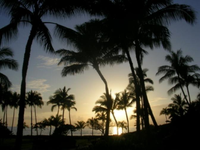 silhouette of palm trees at sunset with an ocean in the background