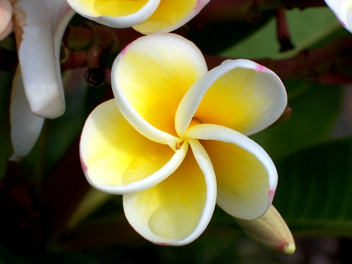 this is an image of close - up flowers with yellow petals