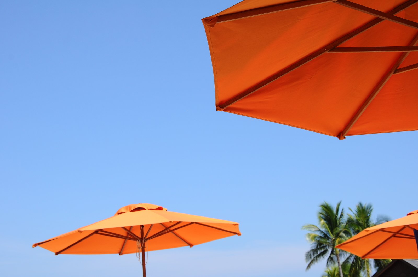 three orange umbrellas in front of palm trees