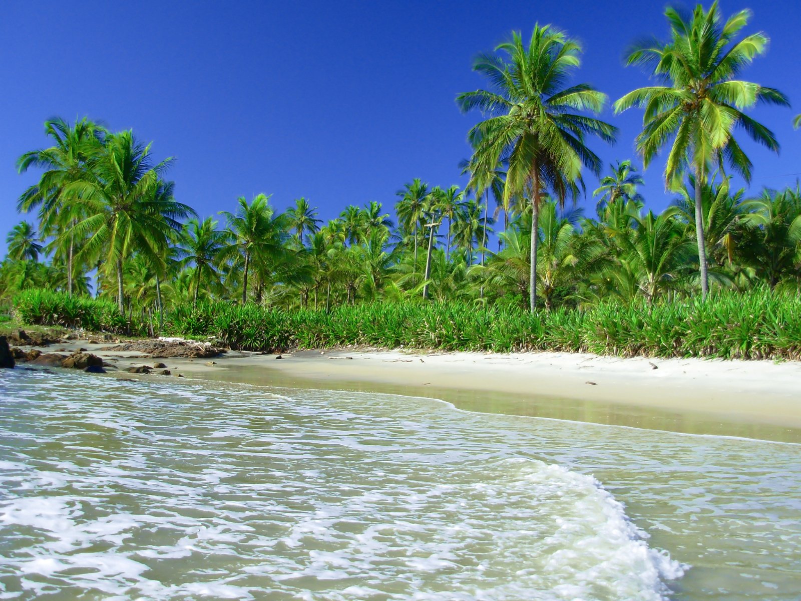 a sandy beach surrounded by trees with a wave crashing