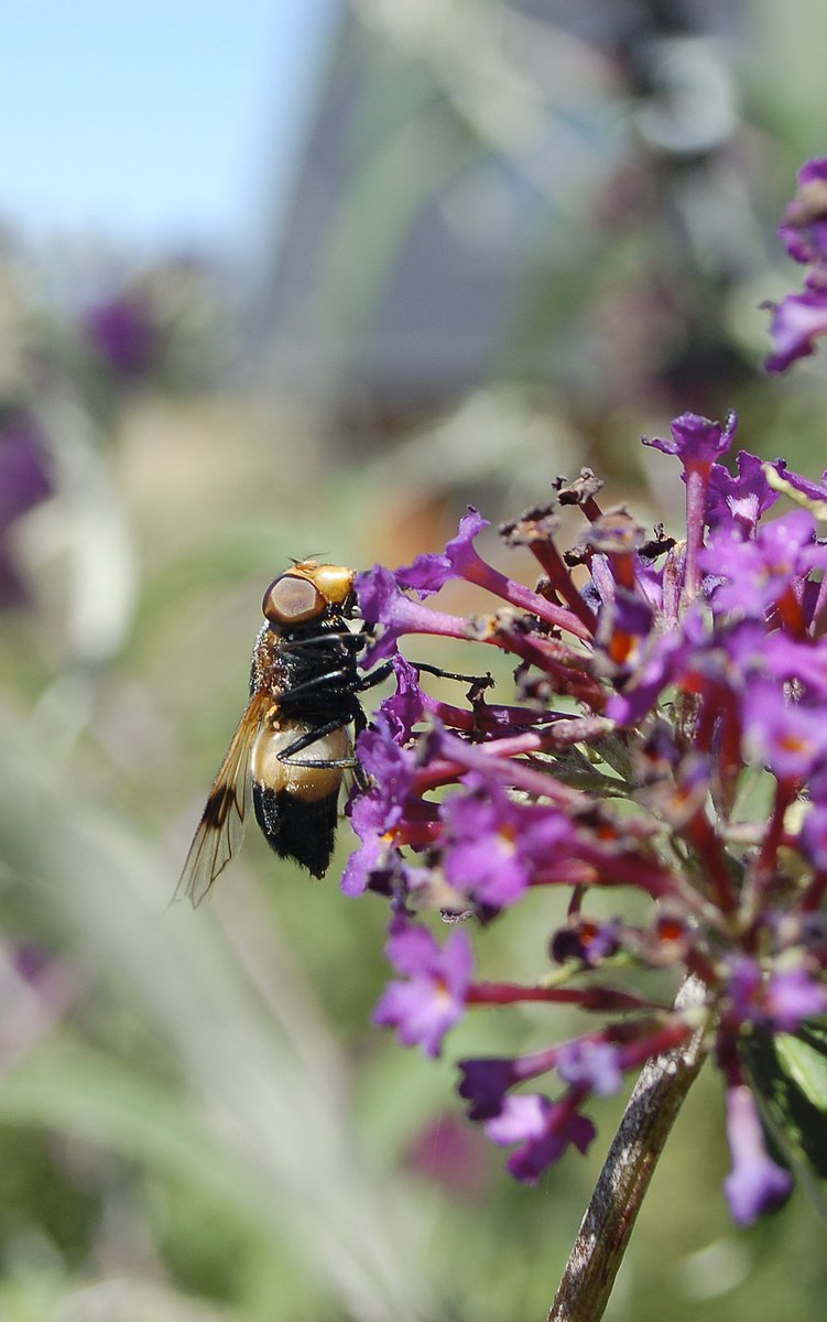 a brown and black fly on purple flowers in the sun