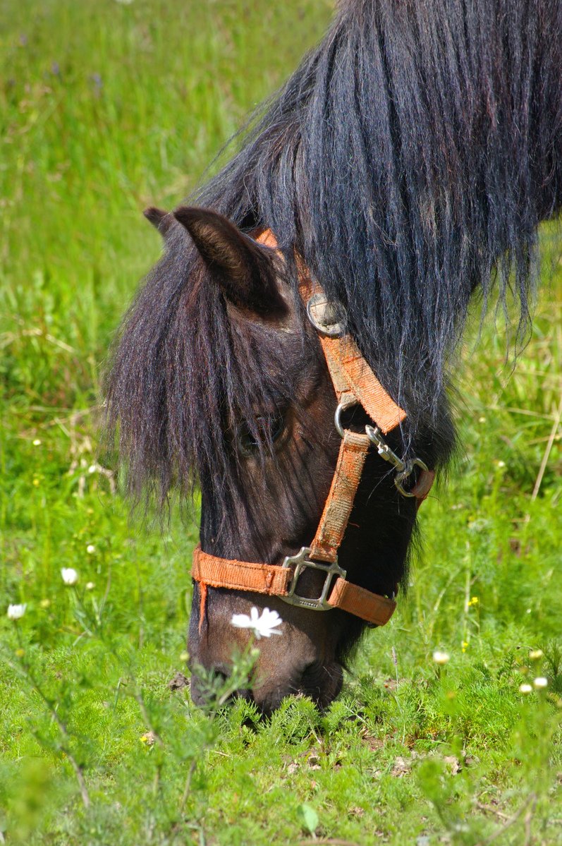 a small pony grazing on the side of a field