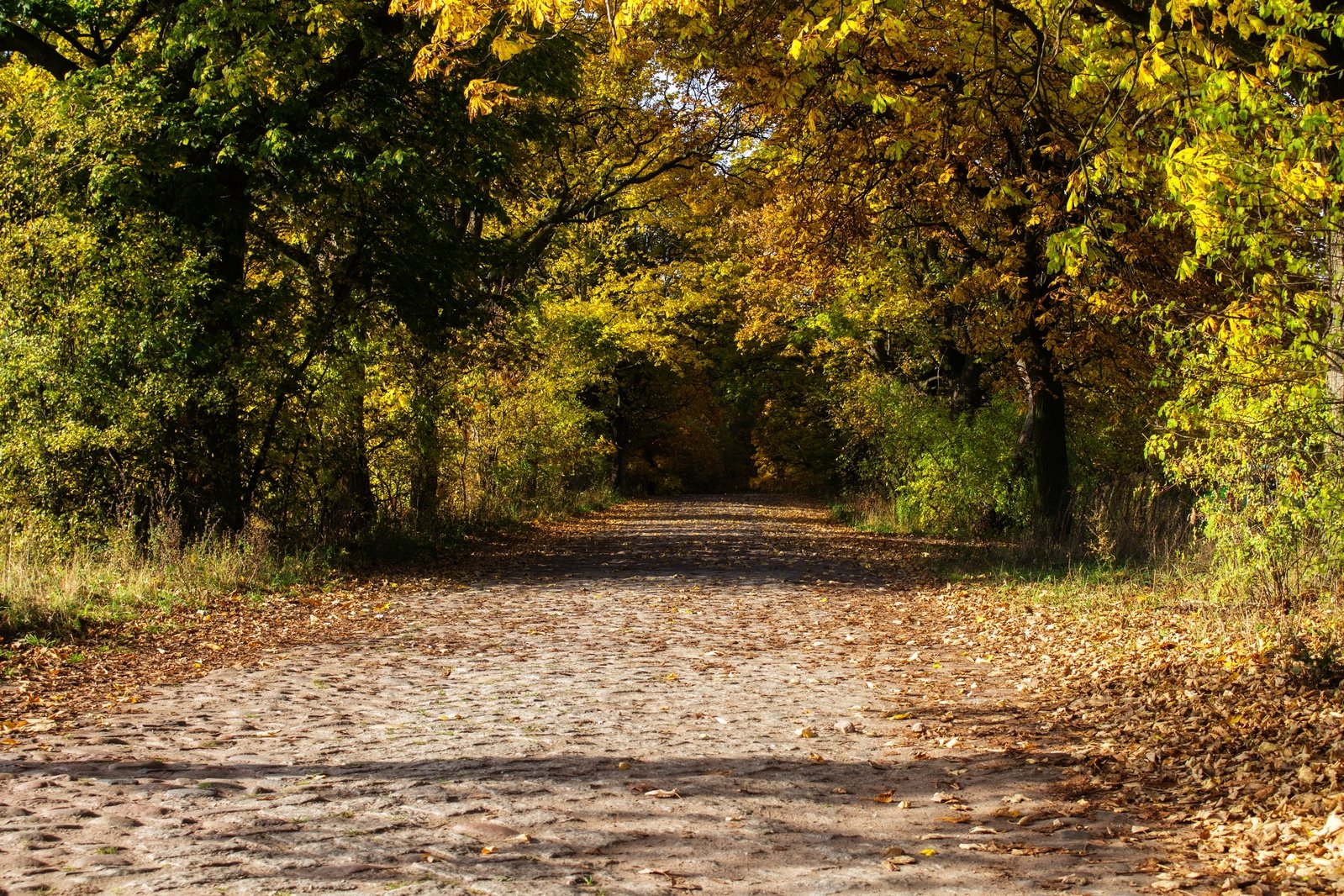 a wooded path surrounded by trees with leaves