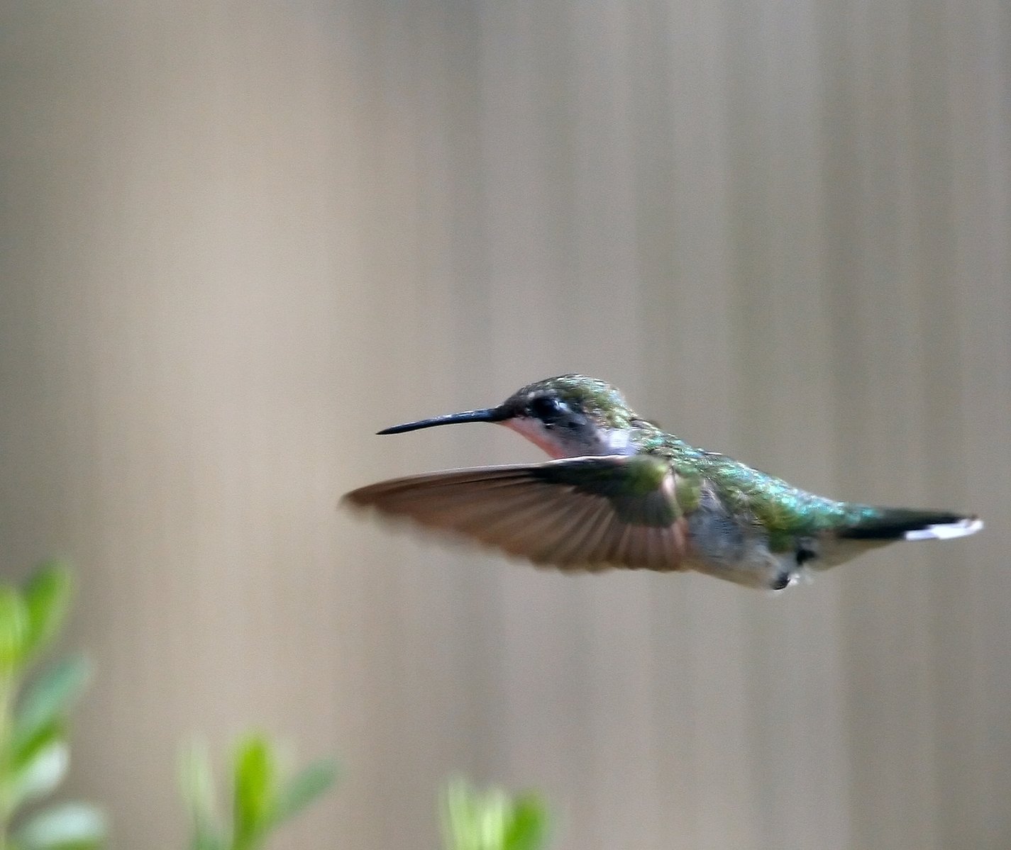 a humming bird flying past some green leaves