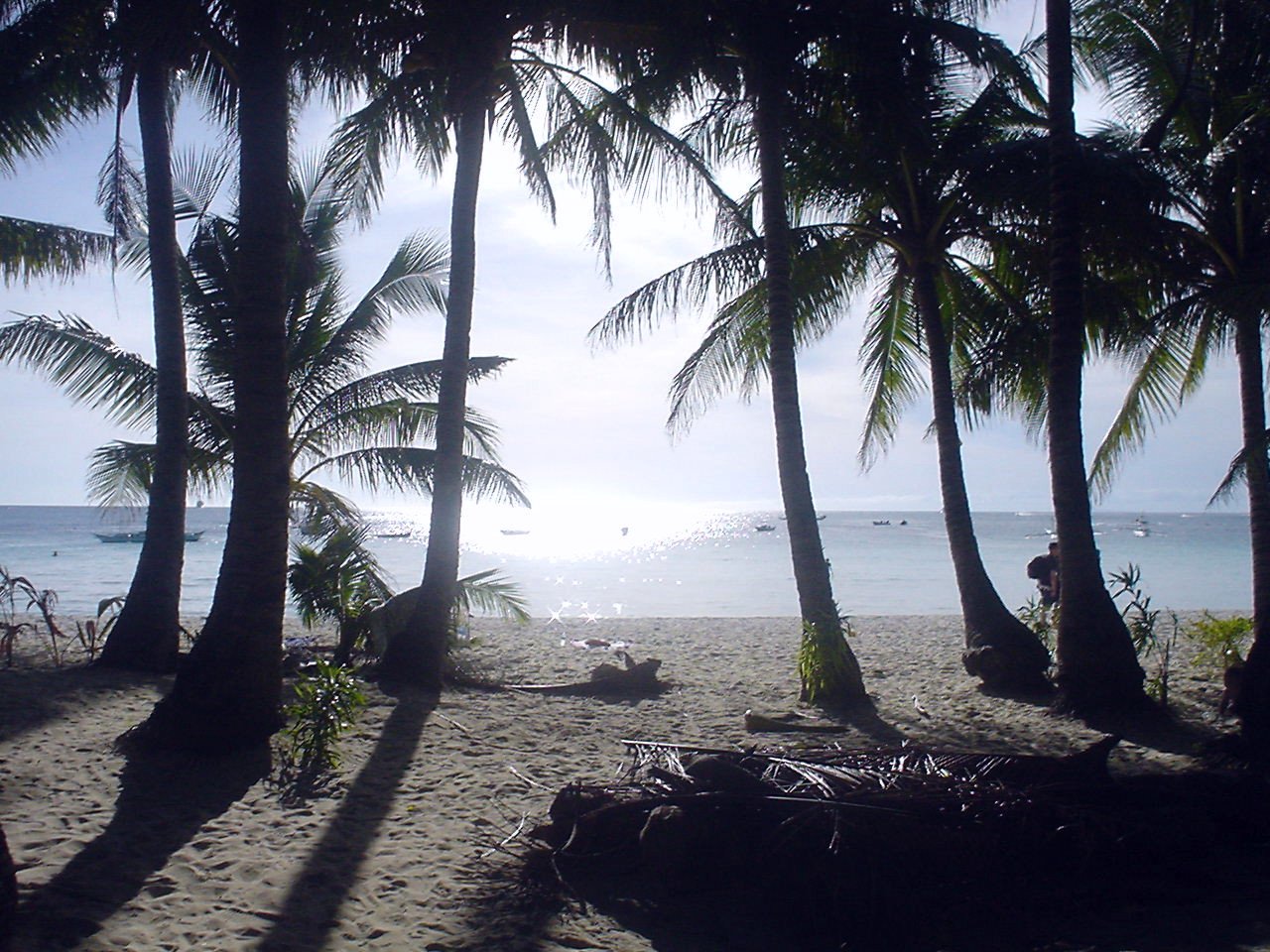 palm trees on the beach with boats in the ocean