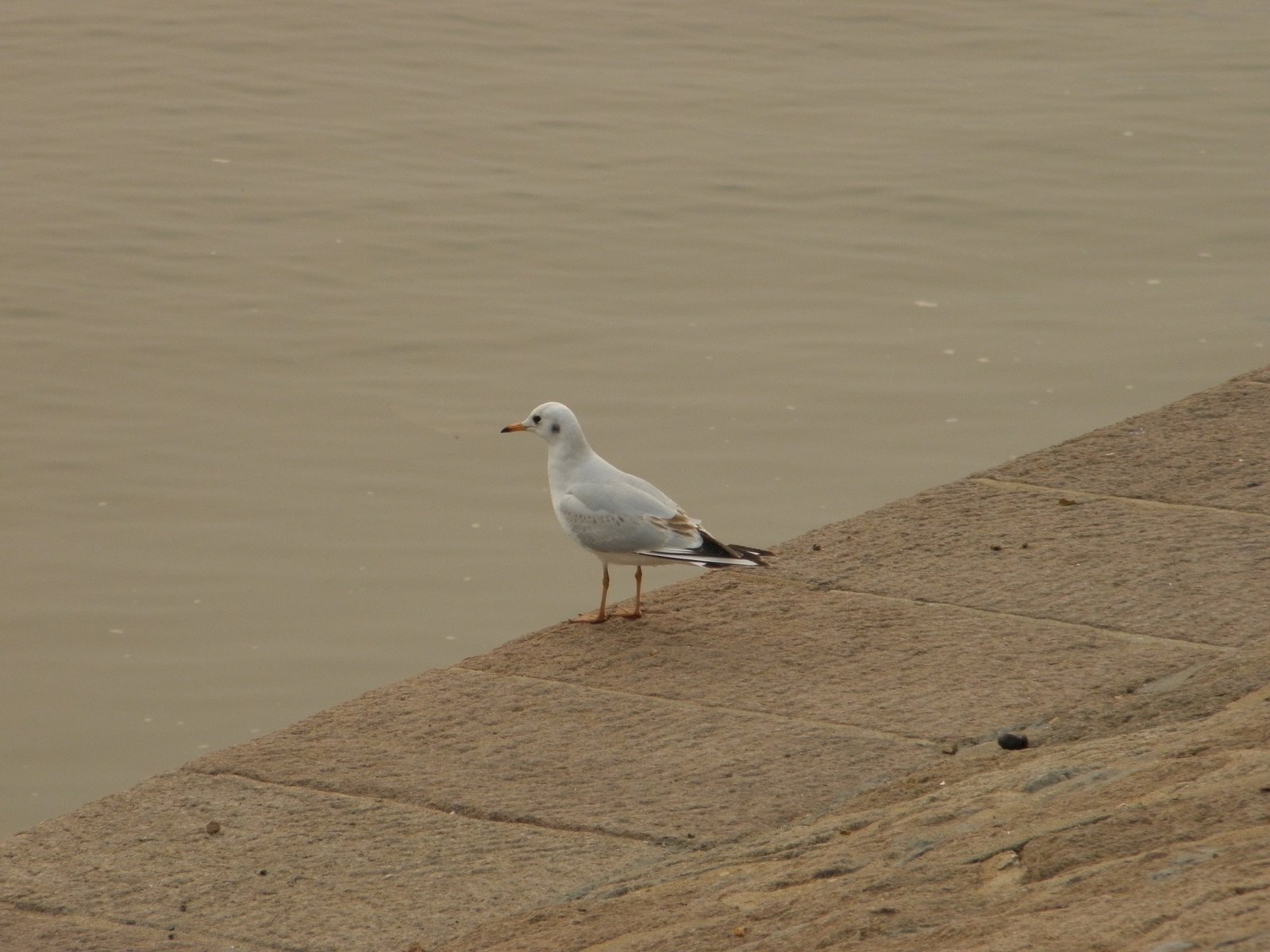 a bird on the edge of a wall near water