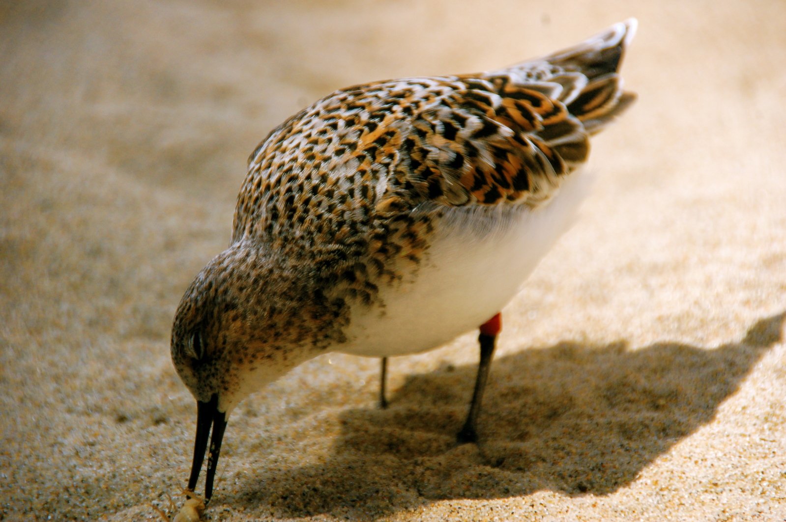 there is a bird that is standing on sand