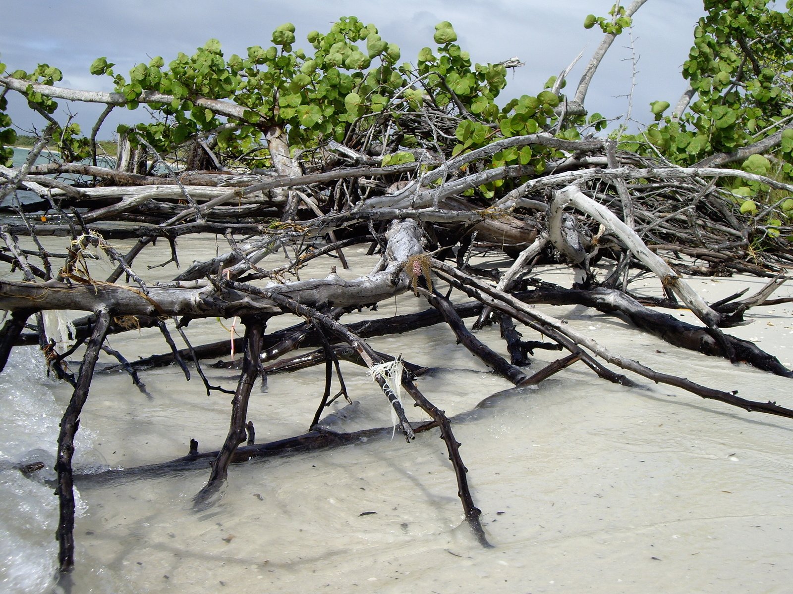 many tree nches lie down and broken on a beach