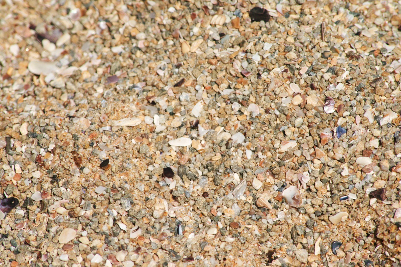 there are several small stones and shells scattered on the ground