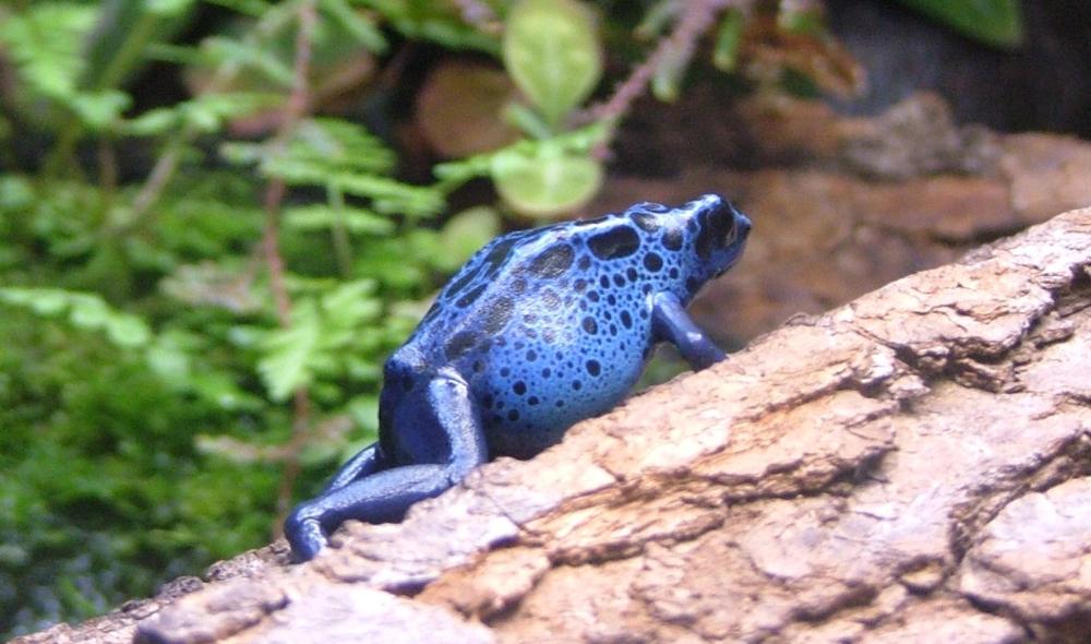 a blue frog on a log in the jungle