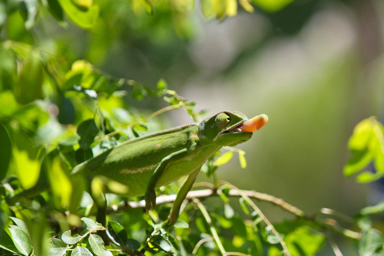 an insect with a large, green head on it's head and body in the tree