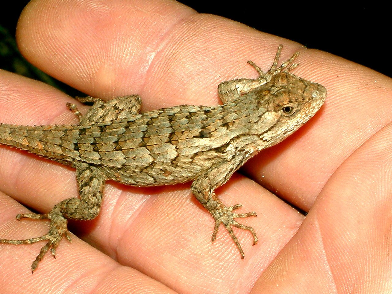 a close - up of someone holding a tiny brown lizard