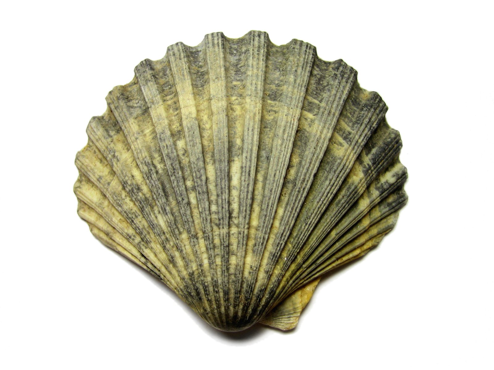 a large scallop shell sits on a white background