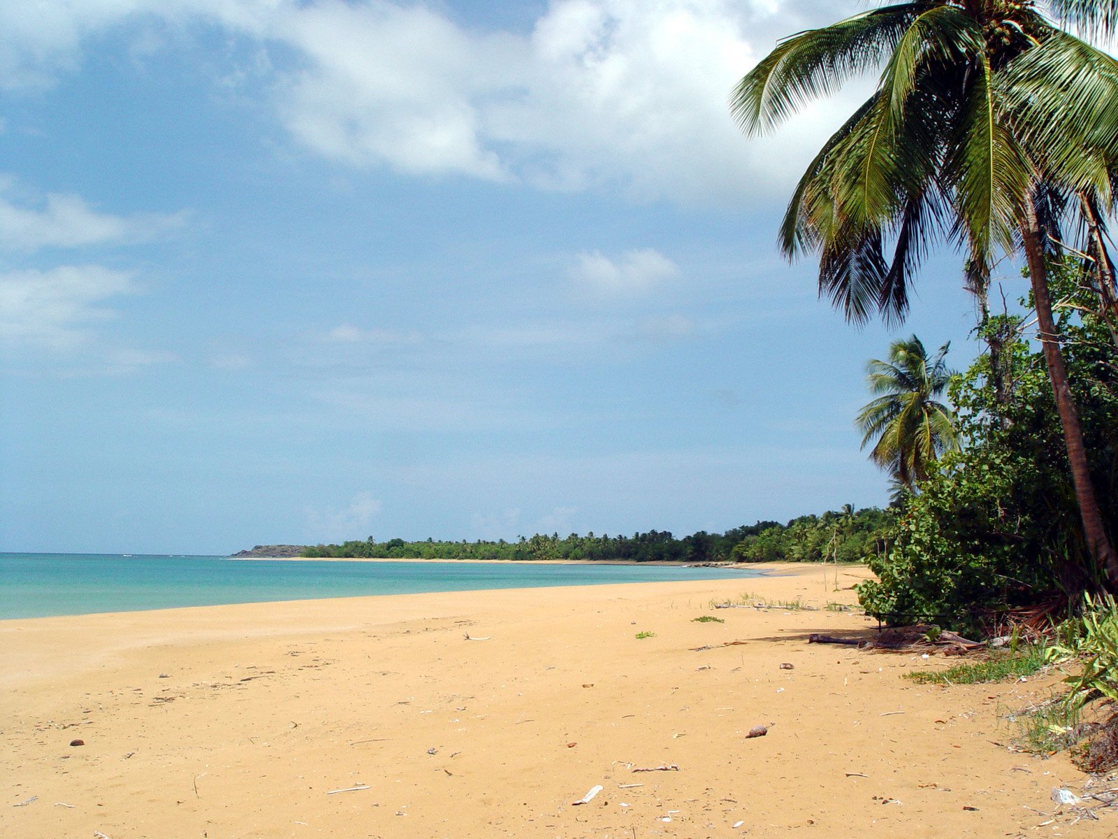 a beach that is covered with vegetation and trees