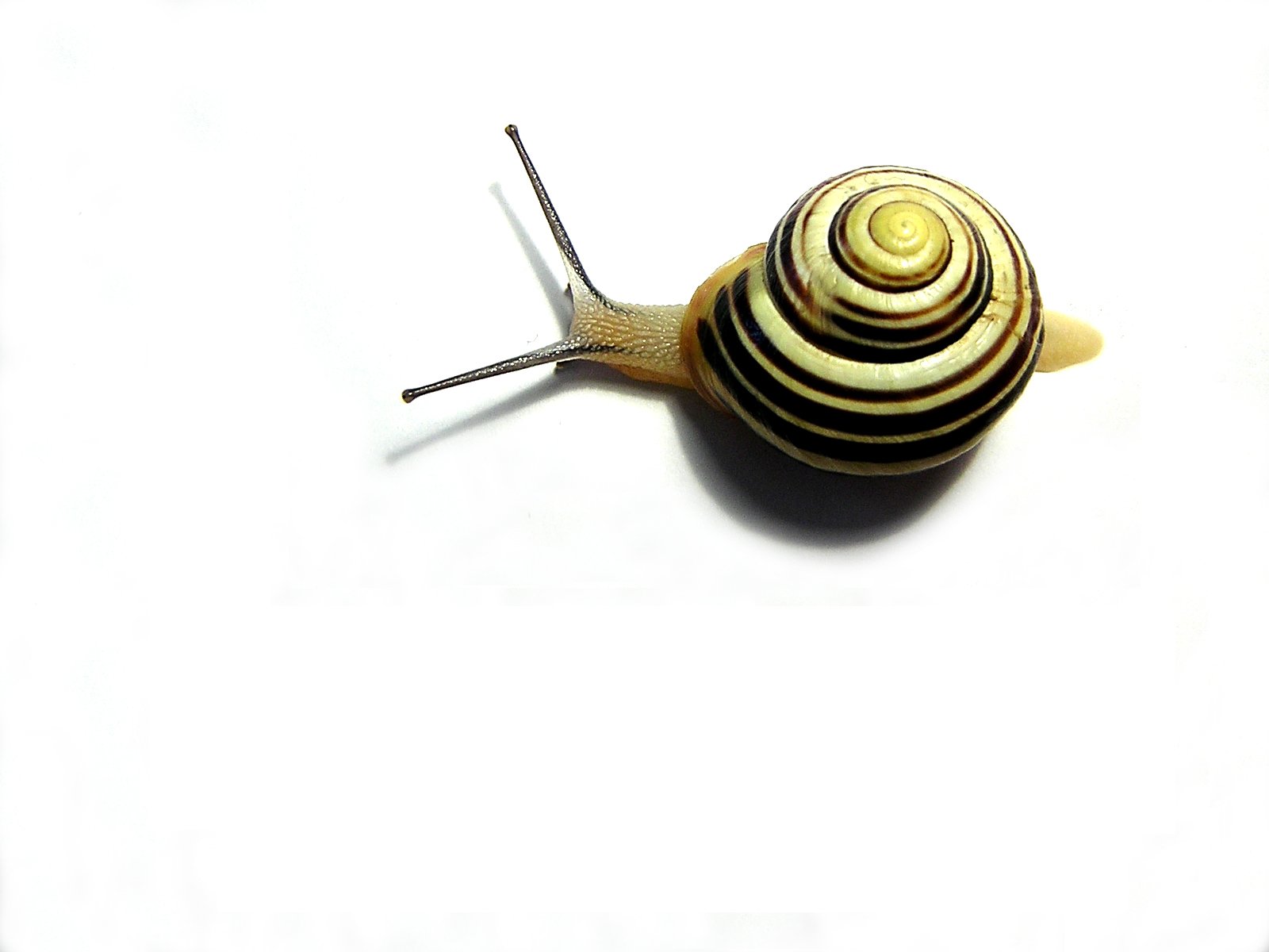a white and black snail standing up with long antennae