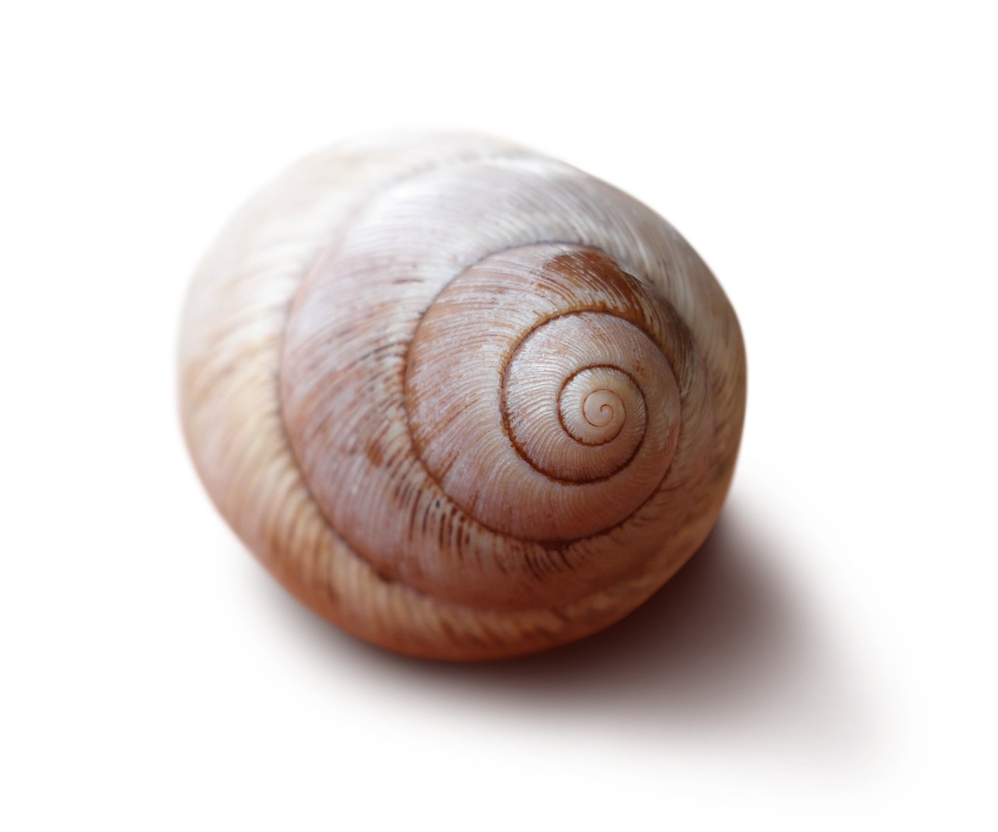 a small brown snail is pographed against a white background