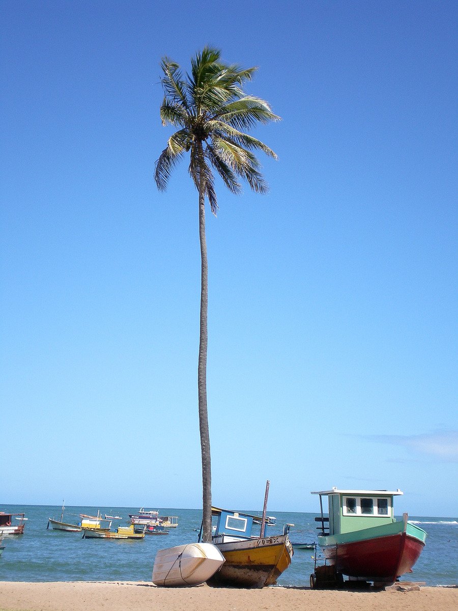 a palm tree on a beach near several boats and a boathouse