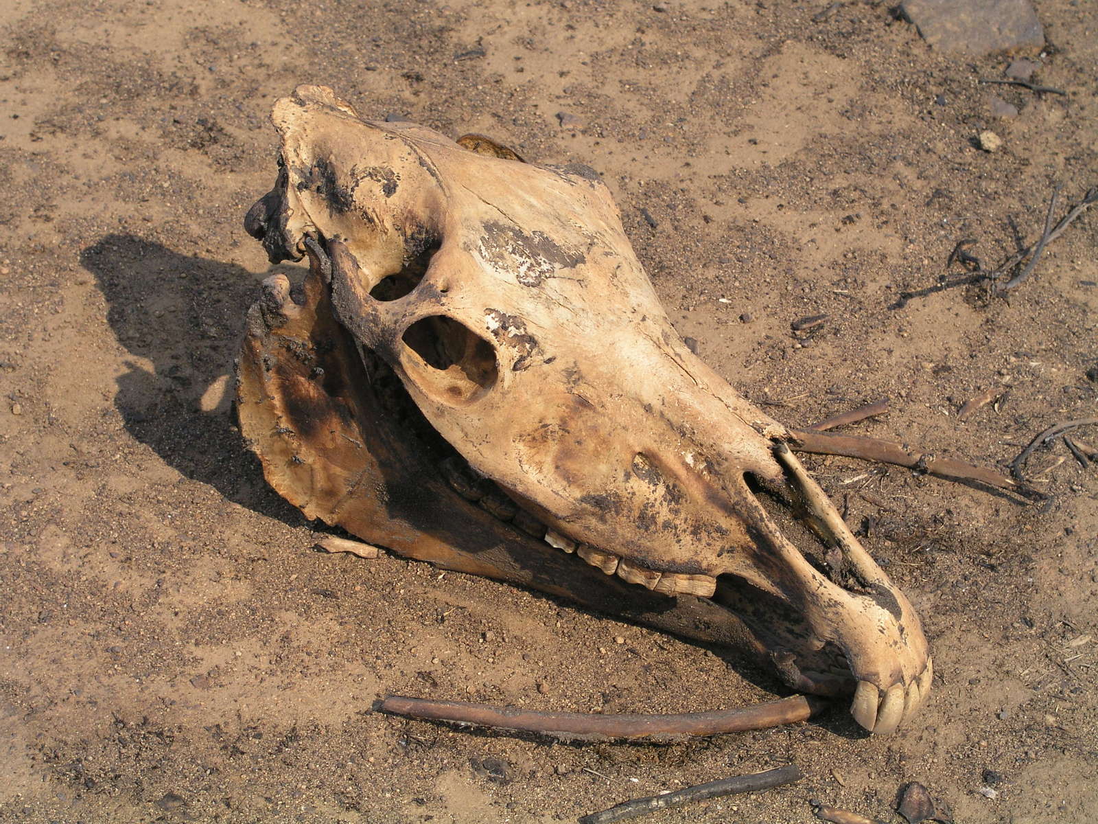 there is a very old animal skull on the ground