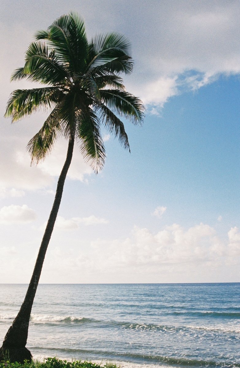 a lone palm tree on the beach next to an ocean