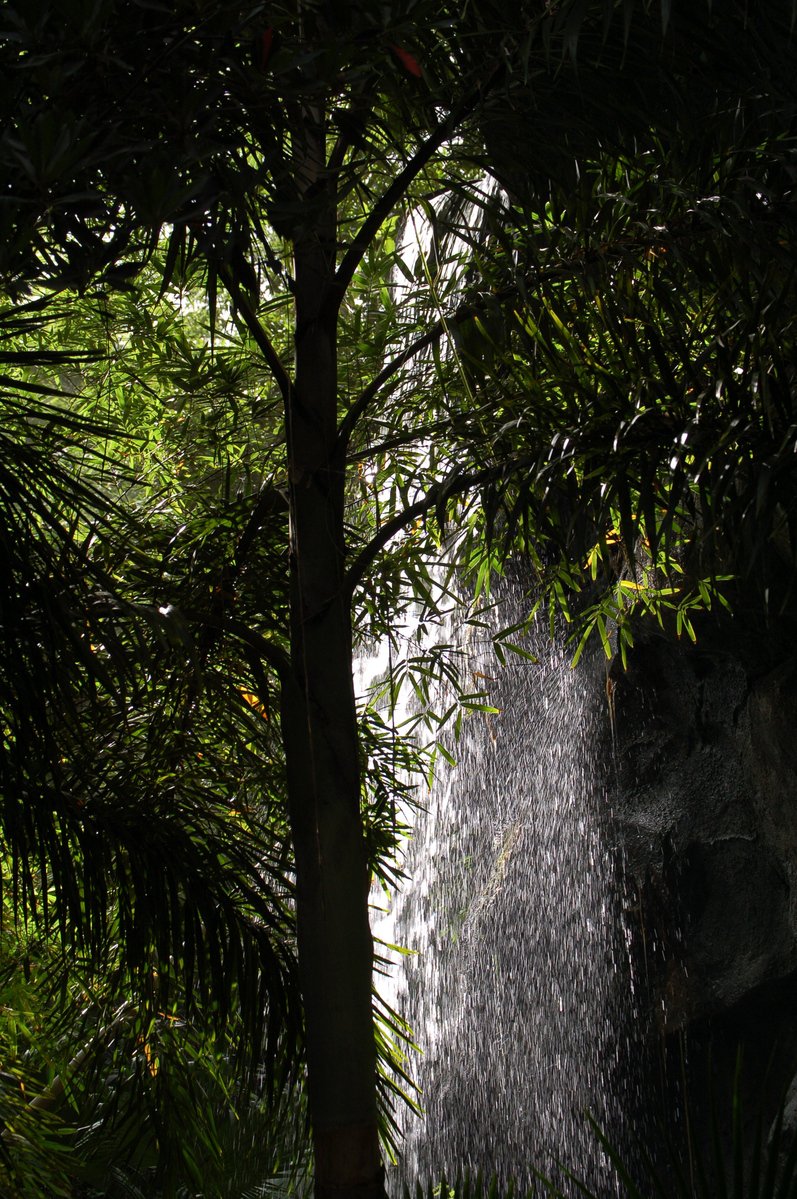 a small waterfall is spraying down from a tree