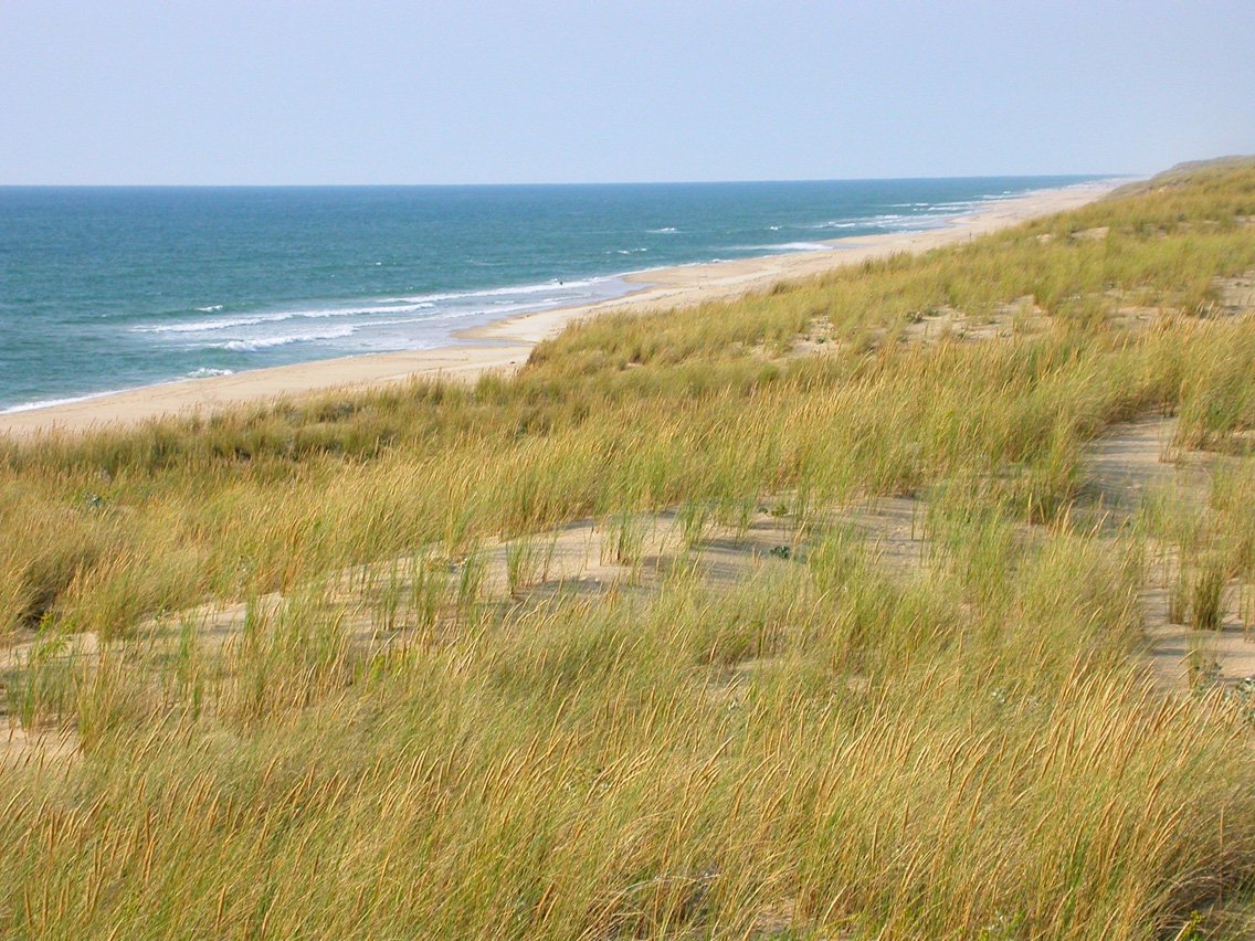 an ocean side sand dune with high grass