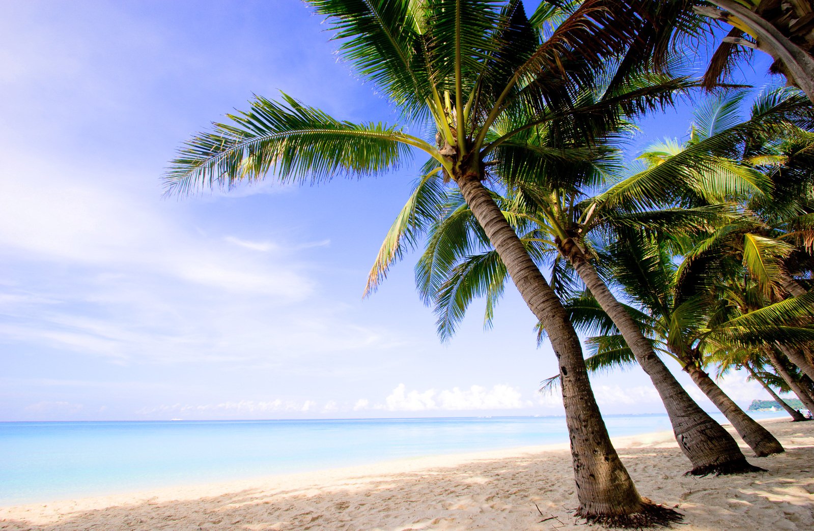 palm trees are sitting on the beach by the water