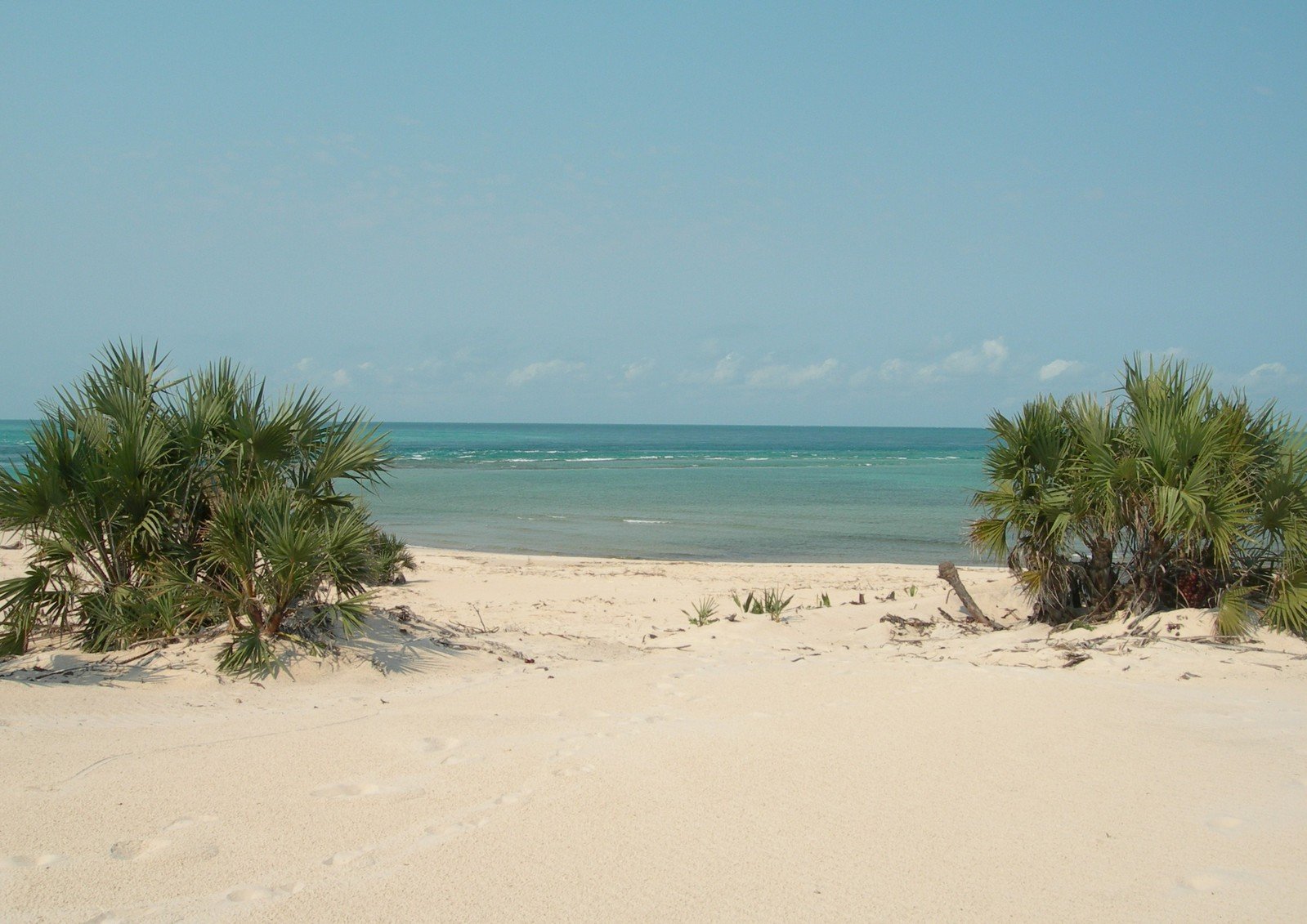palm trees line the beach and a small body of water