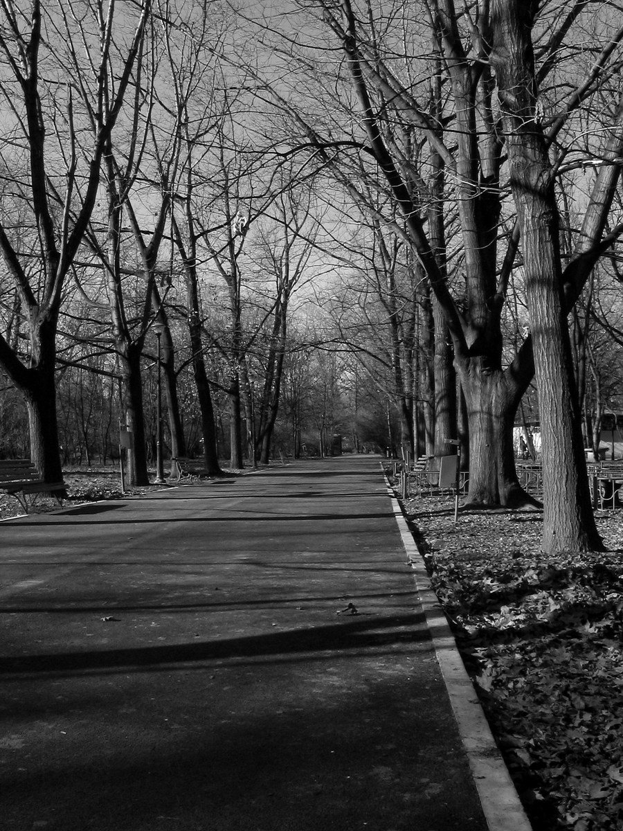 black and white pograph of trees and walkways