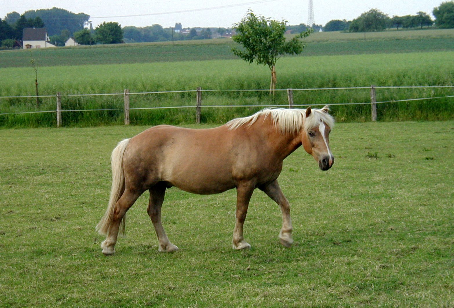 a horse in a field grazing on grass