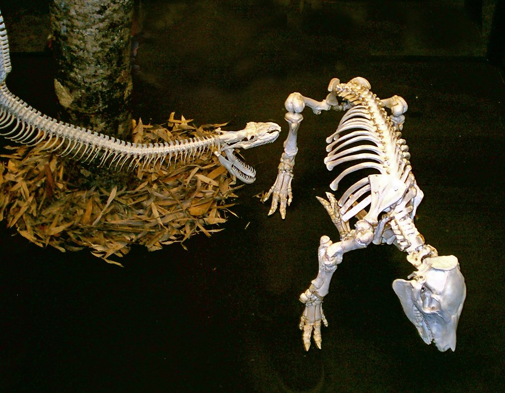 an animal skeleton on display with a plant in the background