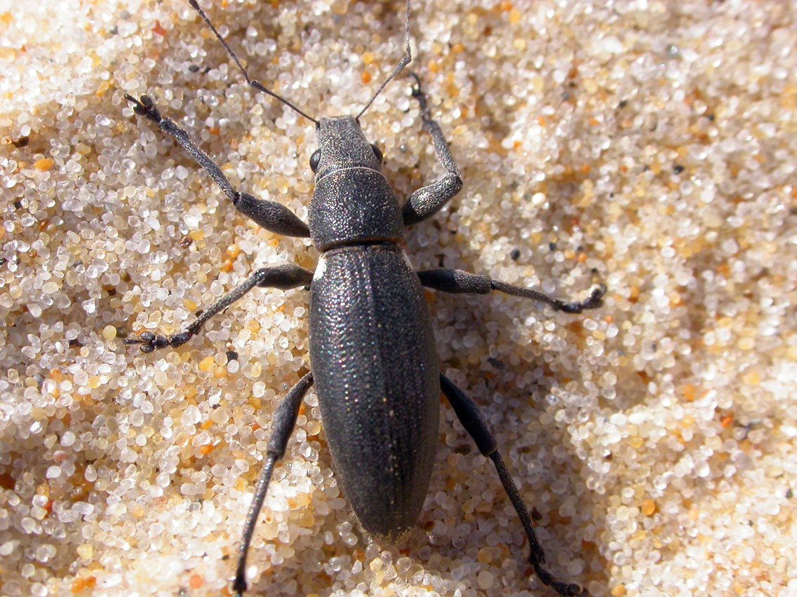 black insect laying on beach sand under daytime sun