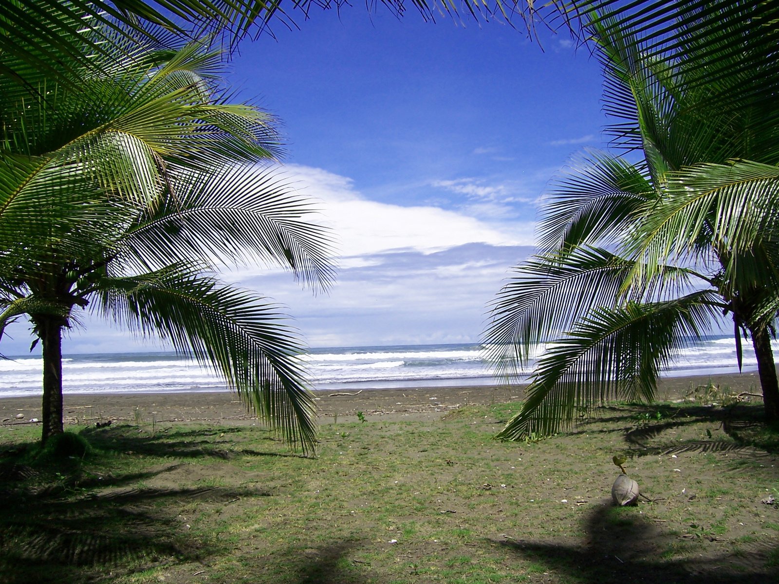 a palm tree is seen on the edge of the beach