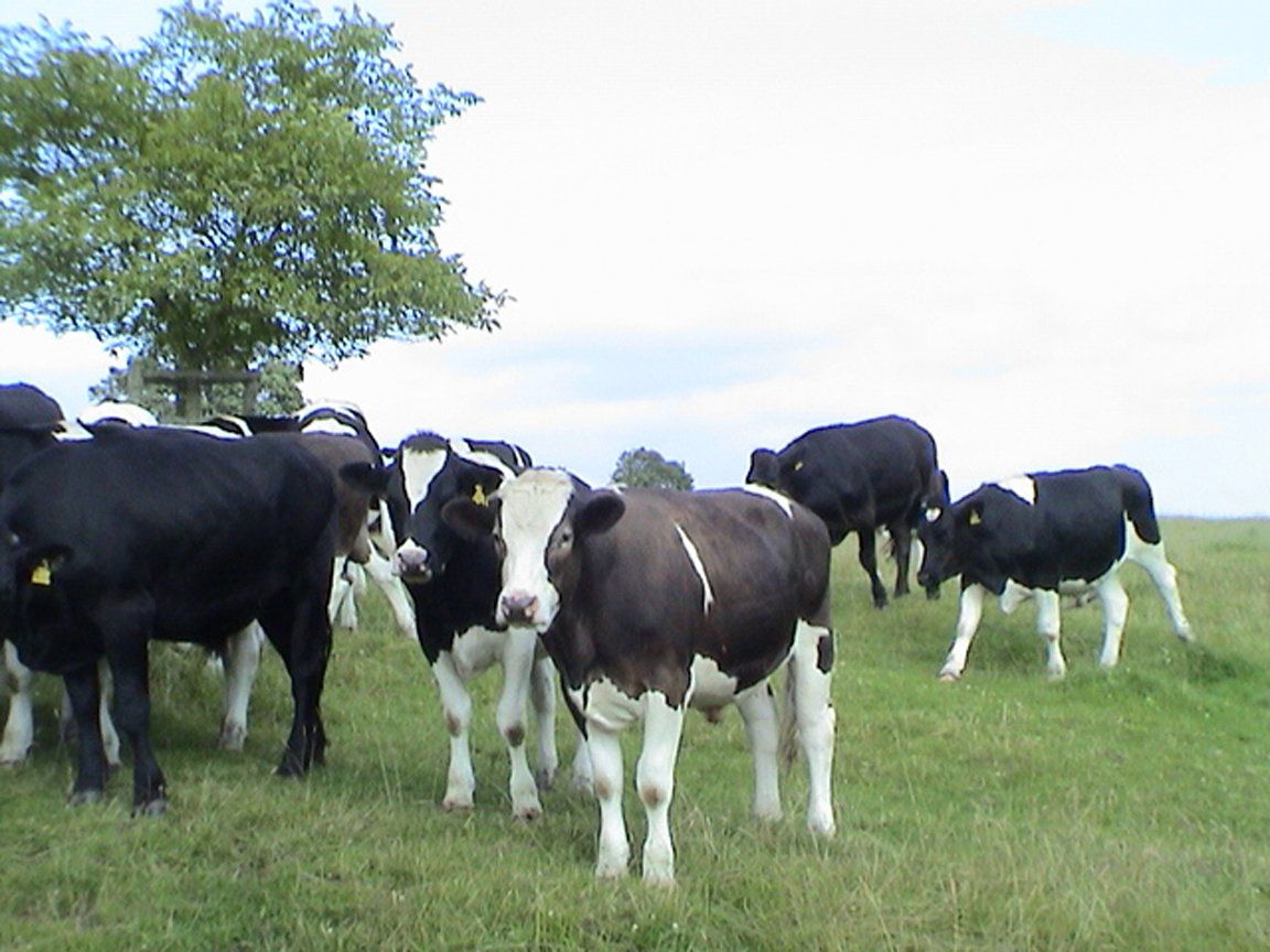 black and white cows standing on a grassy hill