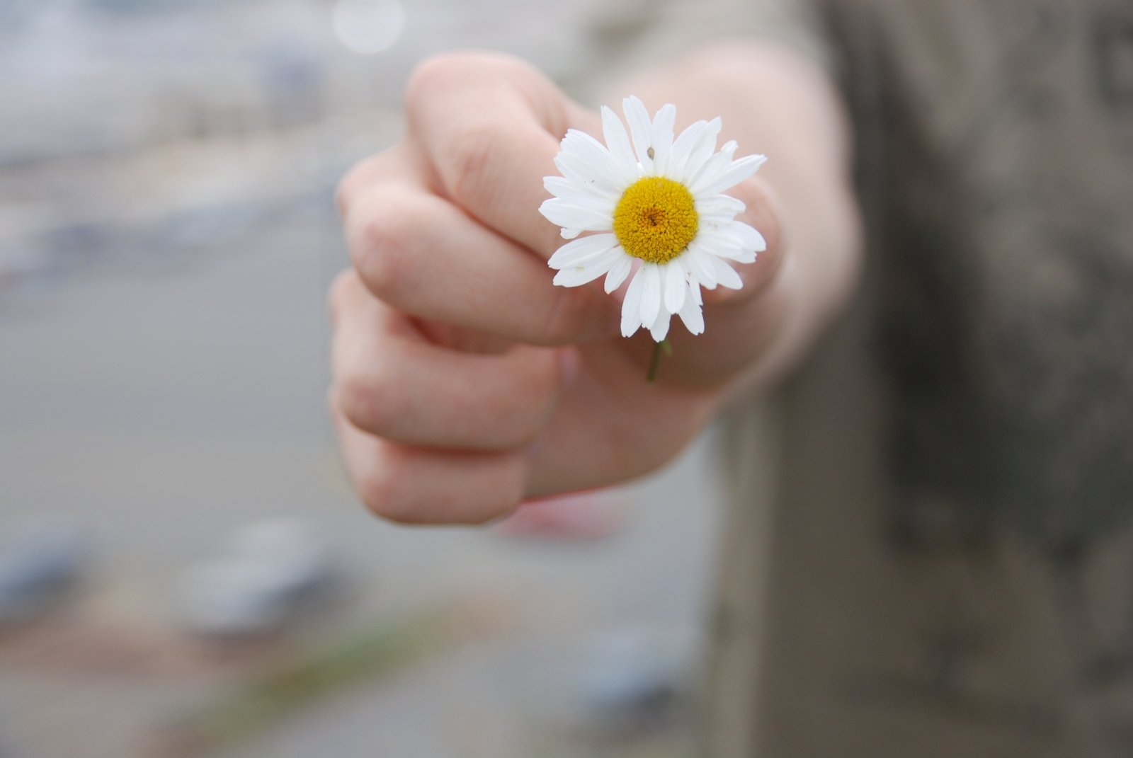 the white and yellow daisy in someone's hand is the focus
