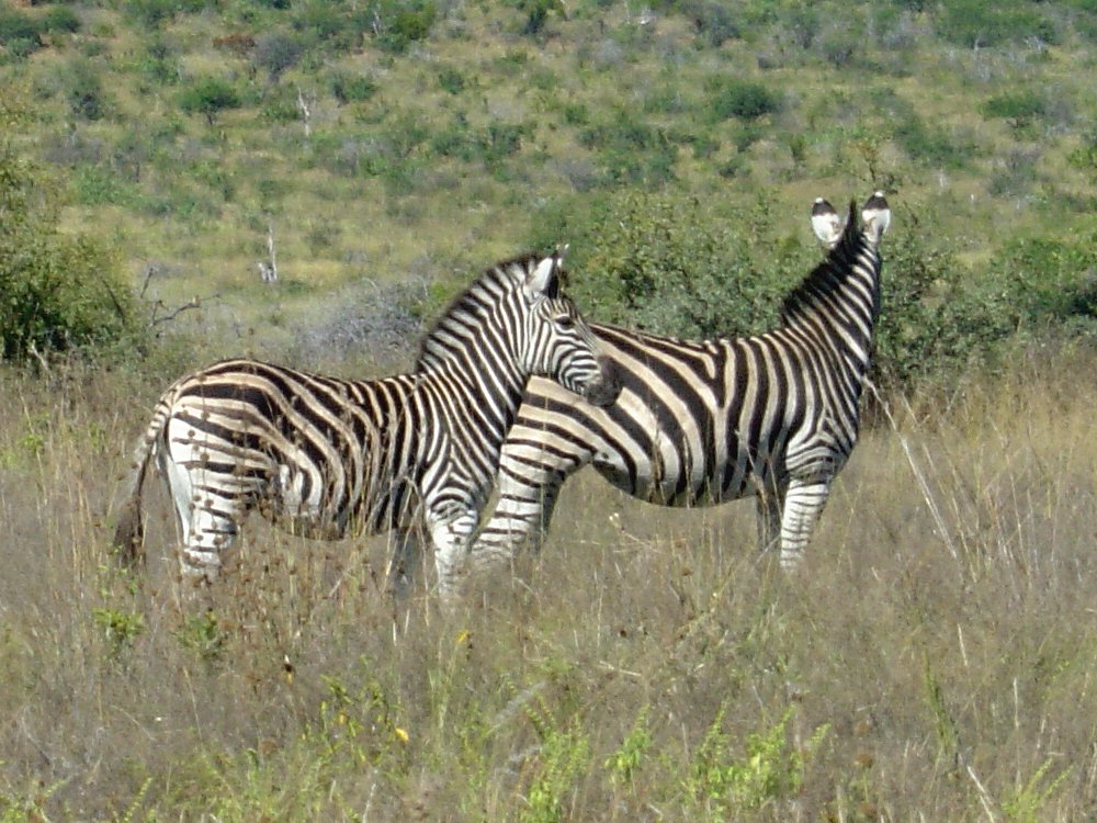 two ze standing next to each other on a field