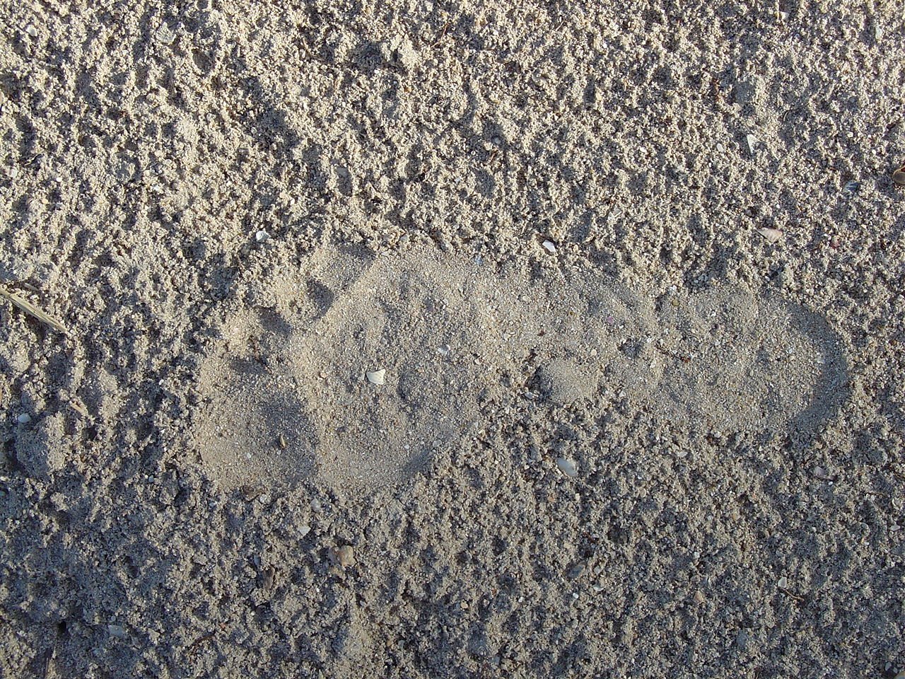 an animal tracks in the sand that is on the beach