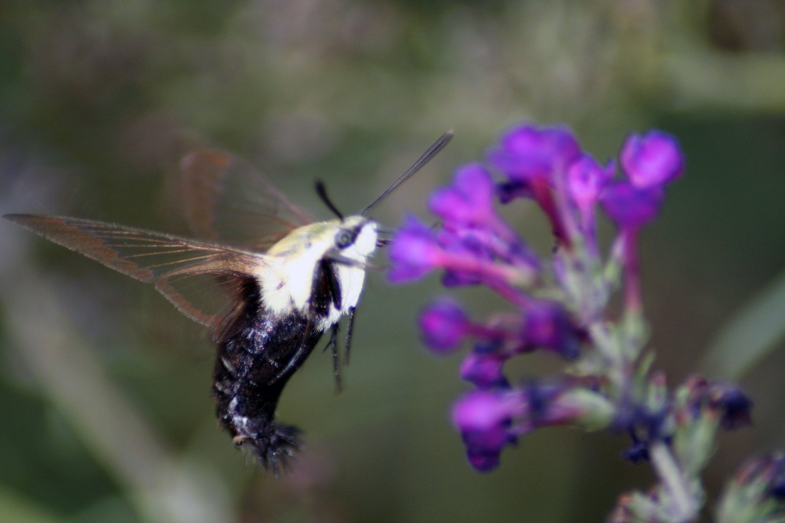 the back side of a humming bird that is flying toward a flower