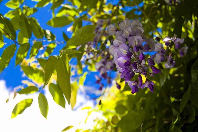 purple flowers blooming from an almost completely green tree