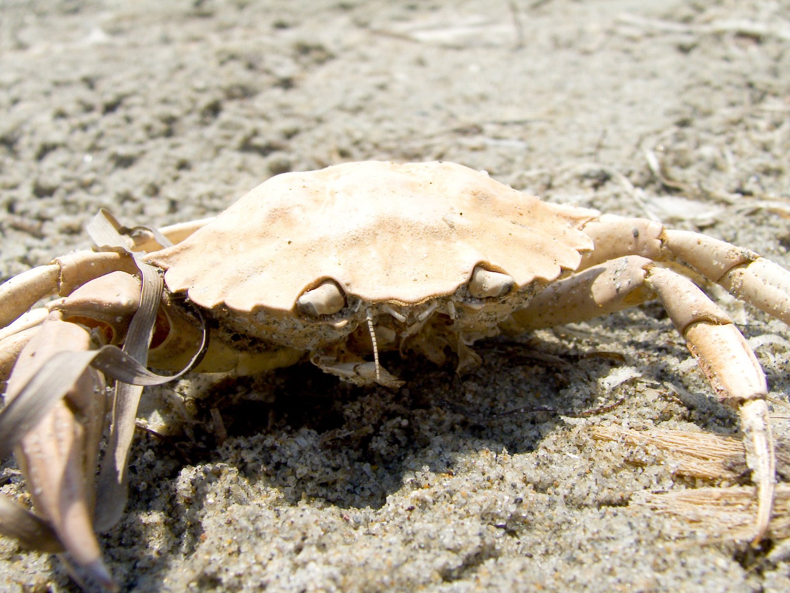 a close up of a crab on sand