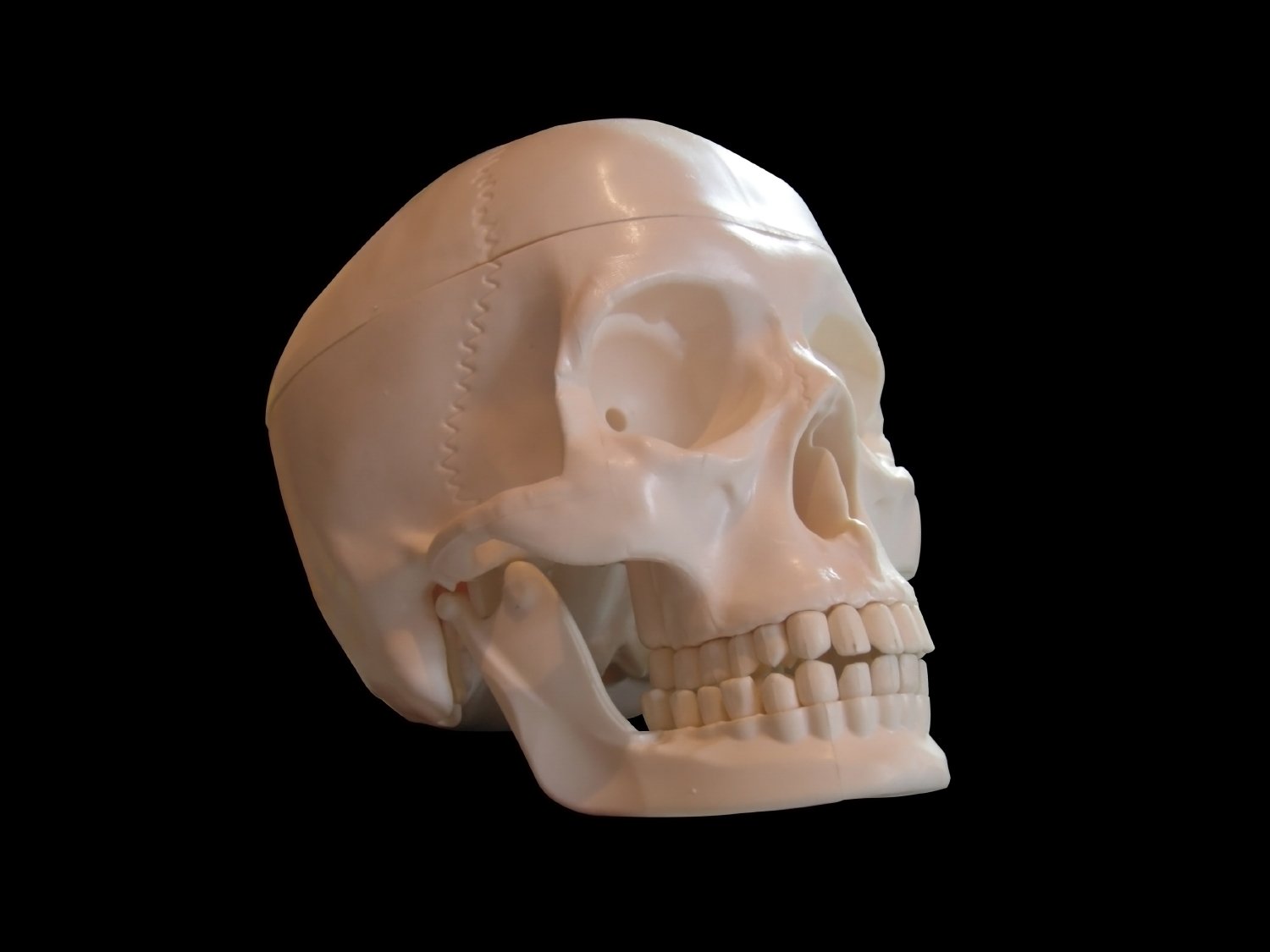 a model of a white human skull against a black background
