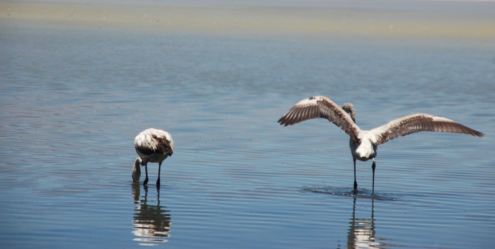 two birds with their wings open are standing in shallow water